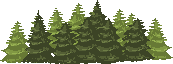pine trees in a row